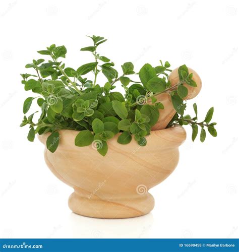 Oregano Herb Leaves stock photo. Image of isolated, leaves - 16690458
