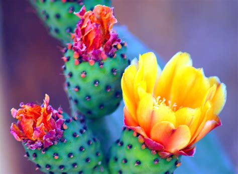 Sonoran Desert Cactus Flower