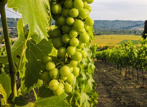 Plant Extracts, Plant Extract, Herbal extracts