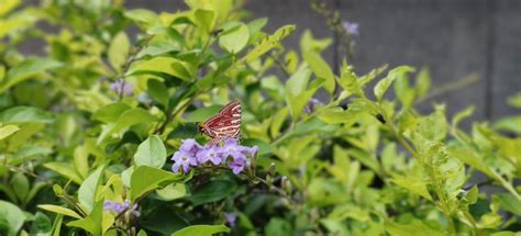Cigaritis lohita himalayanus | Butterfly