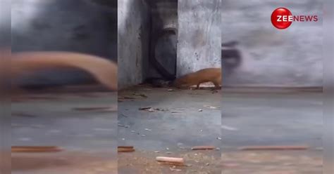 mongoose enters king cobra burrow dangerous fight caught on camera you ...