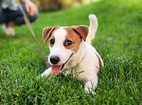 Dog Meat Armor 的图像结果