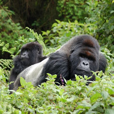 TIBS GORILLA SAFARIS (2026) All You Need to Know BEFORE You Go (with ...