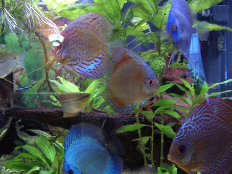 Image result for Discus Tropical Fish