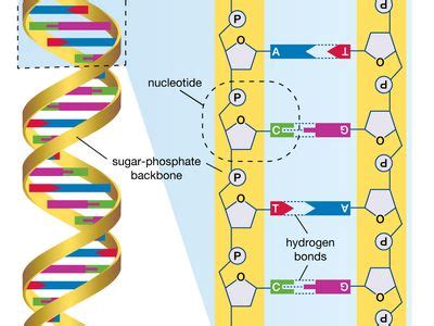 Image result for DNA Microarray Device