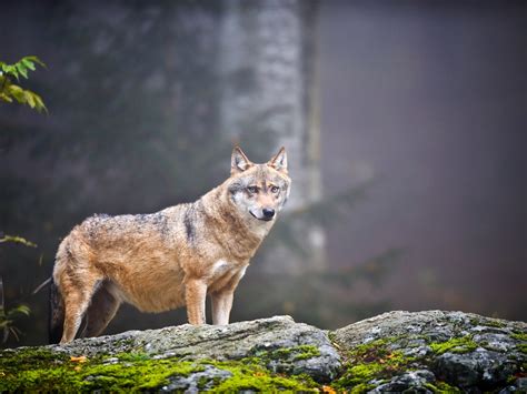 Domesticated Wolf