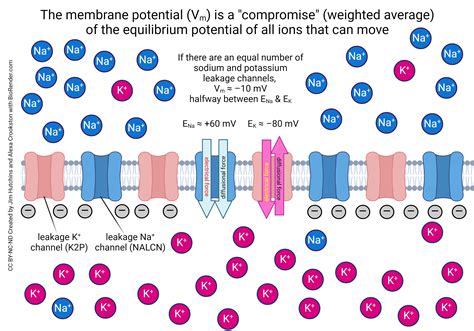 Image result for Threshold vs Resting Membrane Potential