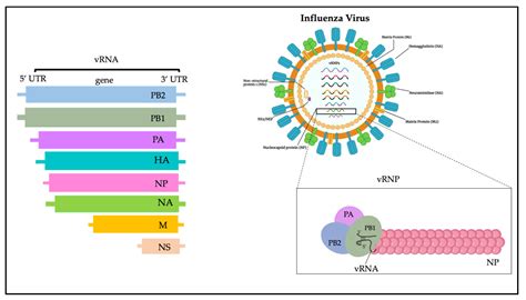 Image result for Virus Scanning Electron Microscope