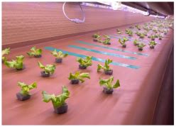 Sustainable and Inflatable Aeroponics Smart Farm System for Water ...