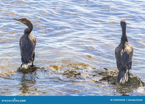 Neotropis Long-tailed Cormorant on Rock Stone at Beach Mexico Stock ...