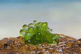 Image result for Algae