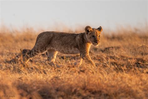 Lion Guide 的图像结果