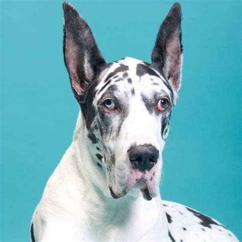 All About the Great Dane Husky Mix - Doggie HQ