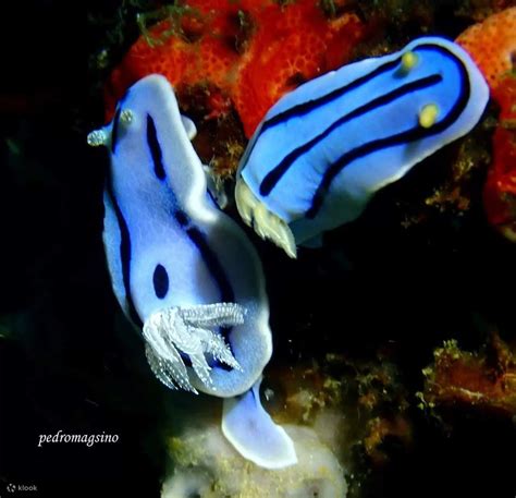 Unleash Adventure: Fun Dive Package in Puerto Galera with a PADI 5 Star ...