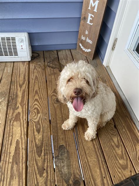 Image result for Cockapoo Tailess