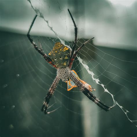 Spiritual Meaning Of Spiders In The Bible - Bible Wings