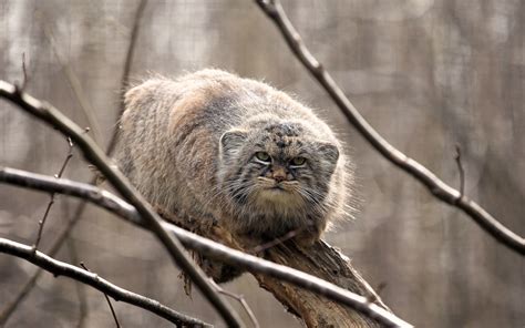 Download wallpaper look, on the tree, manul, manul, the Pallas cat ...