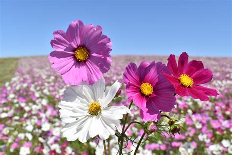Cosmos Flower