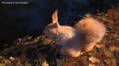 Red Squirrel in a Sitting Pose Fur 3D model | 3D Molier International