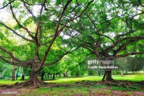 Image result for Two Crossed Trees