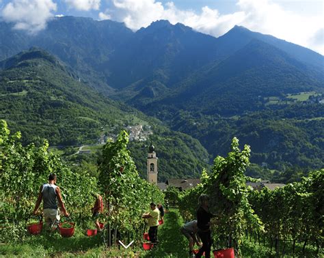 Palm Bay International - Vail Wine Classic