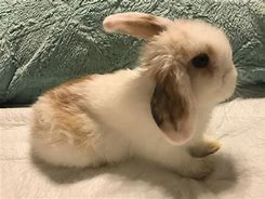 Image result for Vienna Marked Holland Lop