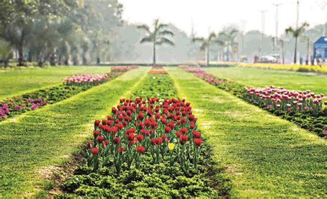 3L tulip plants have been procured for DDA, NDMC under L-G’s instructions
