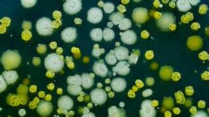 Frontiers | Editorial: New advances in obligate intracellular bacteria ...