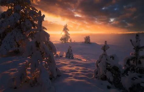 Wallpaper winter, the sun, snow, trees, sunset, nature, the evening ...
