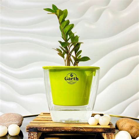 Zamia Green – ZZ Plant With White Color Love Garth Pot | Garth