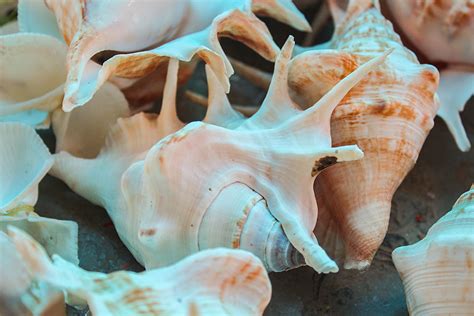 D'source Tools and Raw Materials | Seashell Art Work - Kanyakumari ...