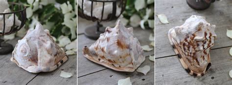 Image result for Ancient Tiger Shell