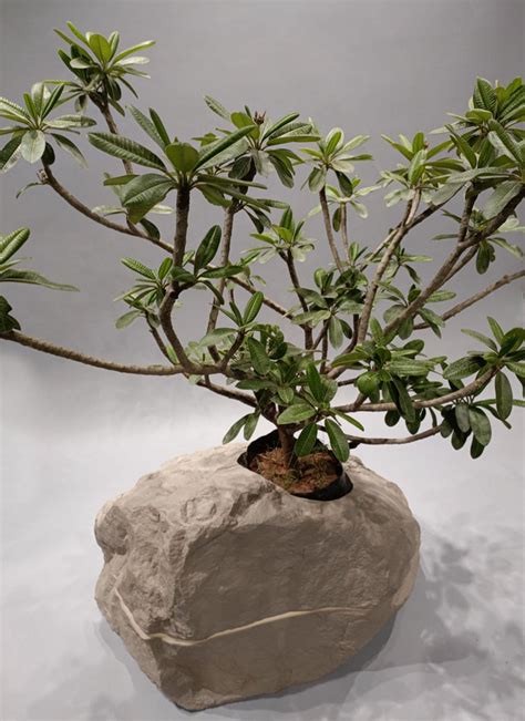 Terra Planter with LED – Bareeki