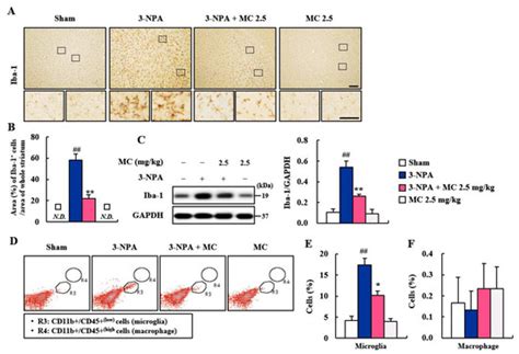 Cells | Special Issue : The Function of Glial Cells in the ...