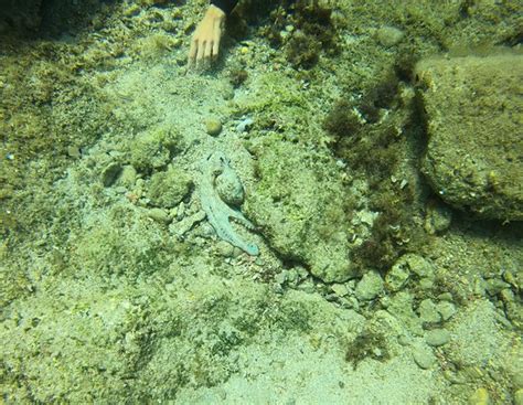 Phoenix Dive Club (Plakias) - 2021 What to Know Before You Go (with ...