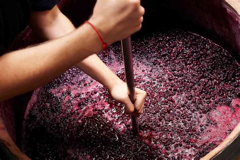 Wine Fermentation Process 的图像结果