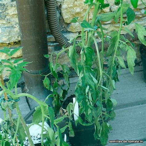 Manejo de plagas y enfermedades en el cultivo de jitomate