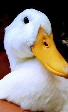 Image result for Duck Number Code in Python Using Count