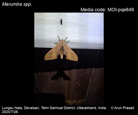 Marumba spp. | Moths