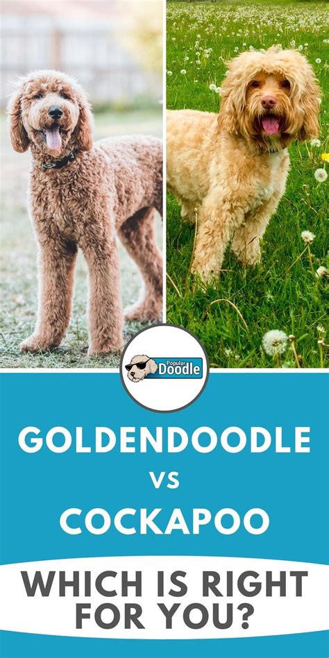 Image result for Cockapoo vs Goldendoodle