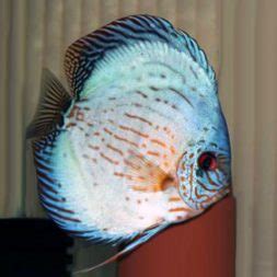 Image result for Turquoise Discus Fish