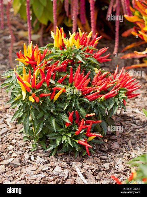 Ornamental Pepper Plant Chili