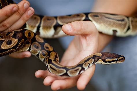 Image result for Python Predators Africa