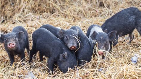 Nagaland: Mysterious swine disease triggers panic in Kiphire district ...