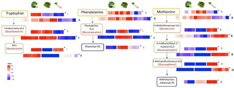 An Integrated Metabolomics Study of Glucosinolate Metabolism in ...