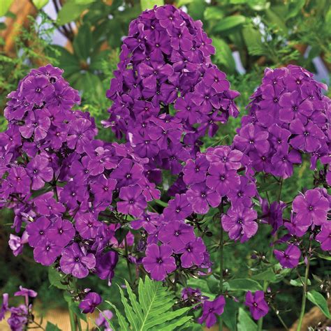 Are Garden Phlox Perennials at Jung Coleman blog