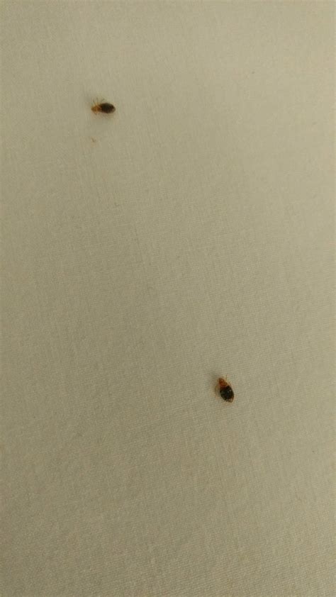 RESIDENCE INN BY MARRIOTT GAITHERSBURG WASHINGTONIAN CENTER - Hotel ...