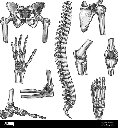 Bone and joints sketches set. Human skeleton hand, knee and shoulder ...