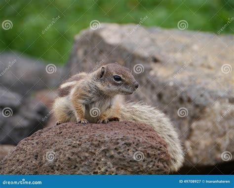 An Alert Barbary Ground Squirrel on a Rock Stock Image - Image of ...