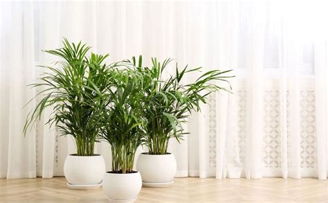 Guruji Plantation Areca Palm Outdoor Plant For Home and Garden with Pot ...